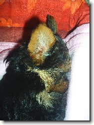 Jork��rsk� terier, Yorkshire Terrier,