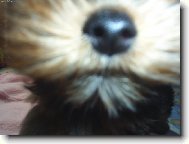 Jork��rsk� terier, Yorkshire Terrier,