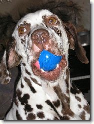 Dalmatinac, Dalmatian