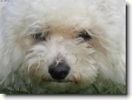 Bichon � poil fris�, Bichon Frise