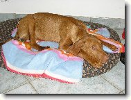 R�vidsz�r� Magyar Vizsla, Hungarian Short-haired Pointing Dog