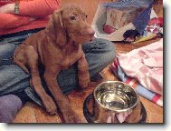 R�vidsz�r� Magyar Vizsla, Hungarian Short-haired Pointing Dog