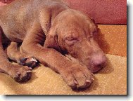 R�vidsz�r� Magyar Vizsla, Hungarian Short-haired Pointing Dog