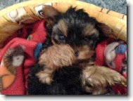 Jork��rsk� terier, Yorkshire Terrier,