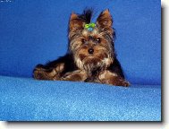 Jork��rsk� terier, Yorkshire Terrier,