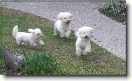 Bichon � poil fris�, Bichon Frise