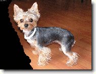 Jork��rsk� terier, Yorkshire Terrier,