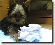 Jork��rsk� terier, Yorkshire Terrier,