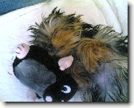 Jork��rsk� terier, Yorkshire Terrier,