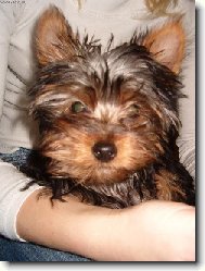 Jork��rsk� terier, Yorkshire Terrier,