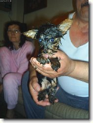 Jork��rsk� terier, Yorkshire Terrier,