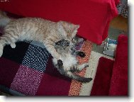 Turkish Angora