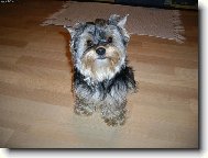 Jork��rsk� terier, Yorkshire Terrier,