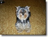 Jork��rsk� terier, Yorkshire Terrier,