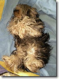 Jork��rsk� terier, Yorkshire Terrier,