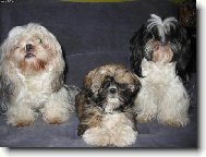�icu, Shih-Tzu
