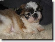 �icu, Shih-Tzu