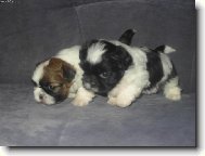 �icu, Shih-Tzu