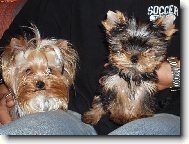Jork��rsk� terier, Yorkshire Terrier,