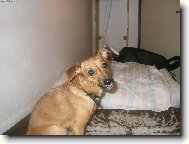 Jork��rsk� terier, Yorkshire Terrier,