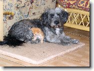 Chinese Crested Dog