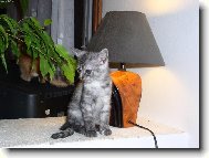 Chinese Crested Dog