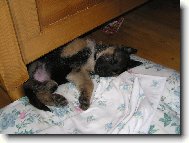 German Shepherd Dog