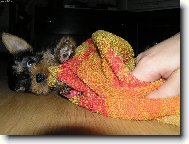Jork��rsk� terier, Yorkshire Terrier,