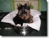 Jork��rsk� terier, Yorkshire Terrier,