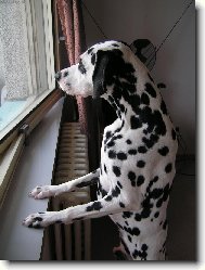 Dalmatinac, Dalmatian