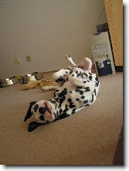 Dalmatinac, Dalmatian