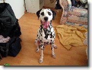 Dalmatinac, Dalmatian