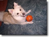 Deutscher spitz - Mittelspitz, German Spitz � Medium size Spitz