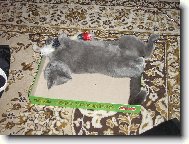 Chinese Crested Dog