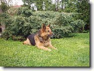 German Shepherd Dog