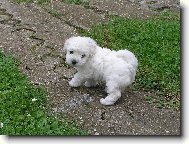 Bichon � poil fris�, Bichon Frise