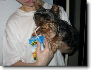 Jork��rsk� terier, Yorkshire Terrier,