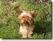 Jork��rsk� terier, Yorkshire Terrier,