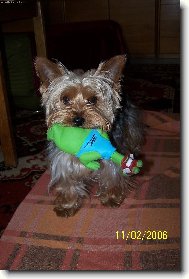 Jork��rsk� terier, Yorkshire Terrier,