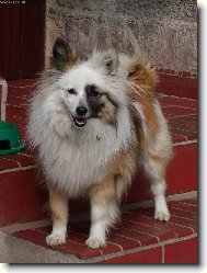 Chinese Crested Dog