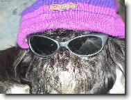 �icu, Shih-Tzu
