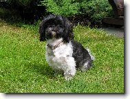 �icu, Shih-Tzu