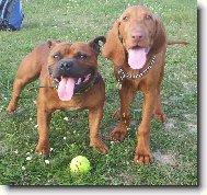 R�vidsz�r� Magyar Vizsla, Hungarian Short-haired Pointing Dog
