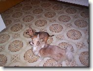 my dva a mls�n�
