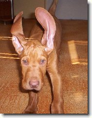 R�vidsz�r� Magyar Vizsla, Hungarian Short-haired Pointing Dog