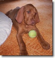 R�vidsz�r� Magyar Vizsla, Hungarian Short-haired Pointing Dog