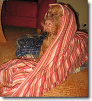 R�vidsz�r� Magyar Vizsla, Hungarian Short-haired Pointing Dog