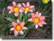 Tulip�ny
