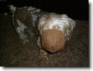 Jork��rsk� terier, Yorkshire Terrier,