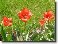 ...a zase tulip�ny